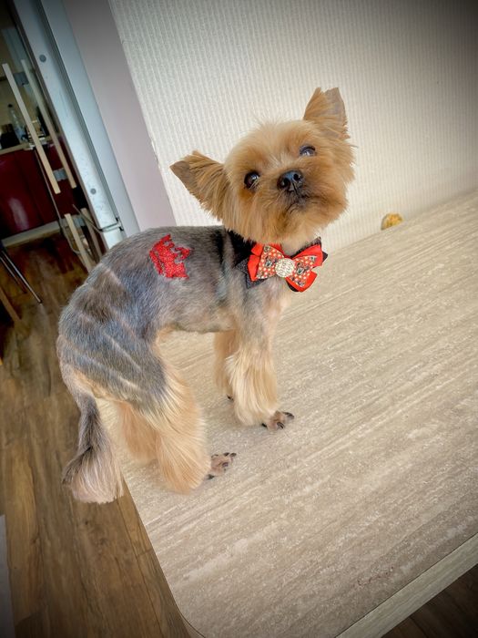 Стрижка собак Софиевская Борщаговка