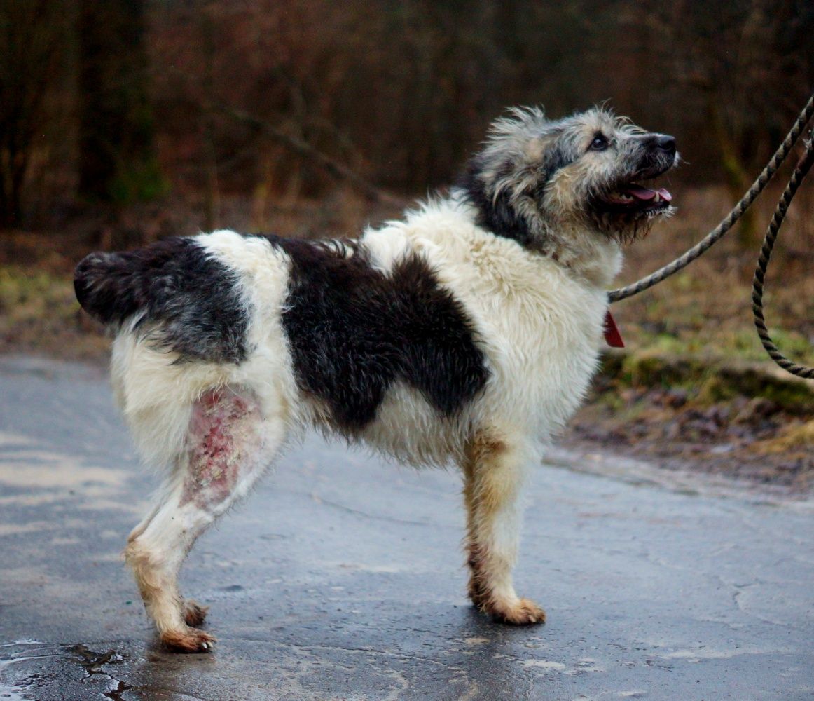 Luna - młodziutka, szorstkowłosa, kochana sunia czeka na domek