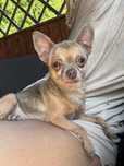 Sunia Chihuahua