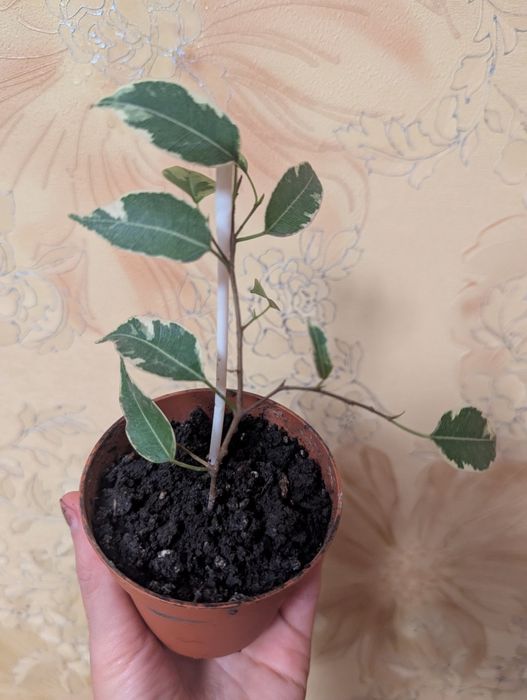 Обміняю на інші рослини Фікус Бенджаміна варієгат, гіппеаструм, декабр