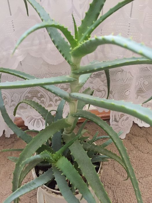 Алоє 4 роки для ліків