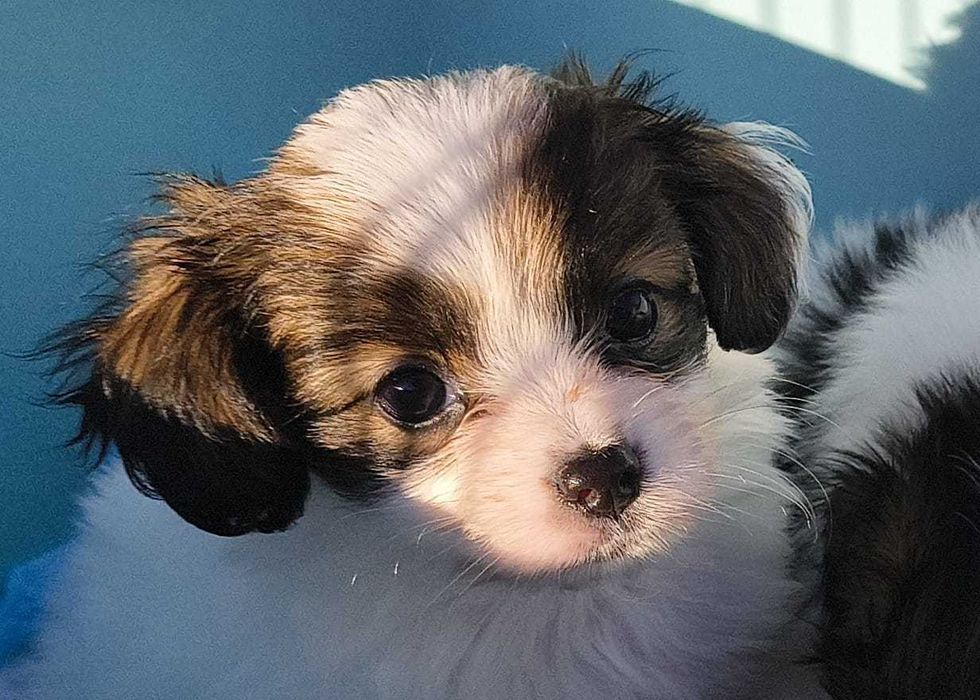 PHALENE sunia spaniel kontynentalny miniaturowy ZKwP FCI nie papillon