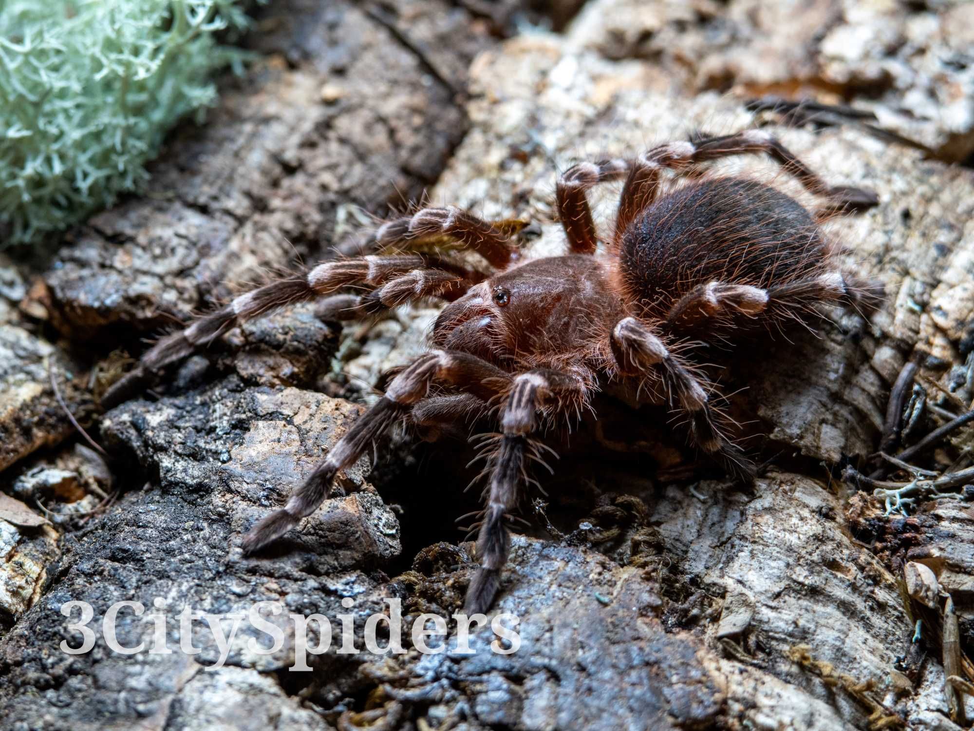 Acanthoscurria geniculata 2 - 2,5DC samica (3CitySpiders)