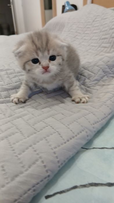 Fêmea Scottish Fold. Asul acinzentado