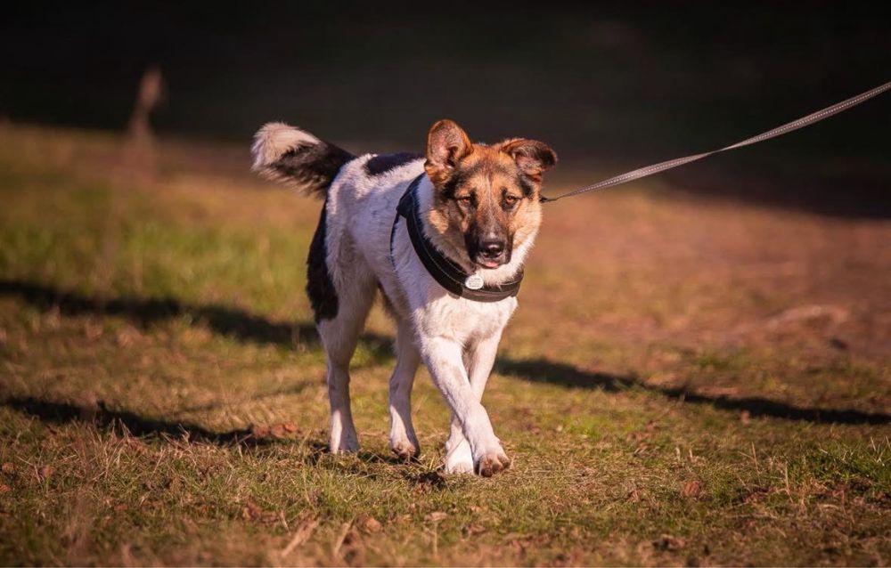 Kajtek do adopcji