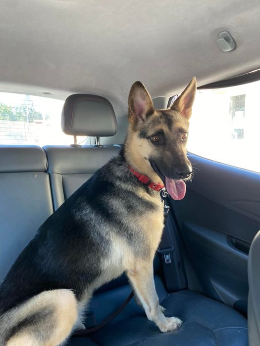 Собака у добрі руки метис вівчарки