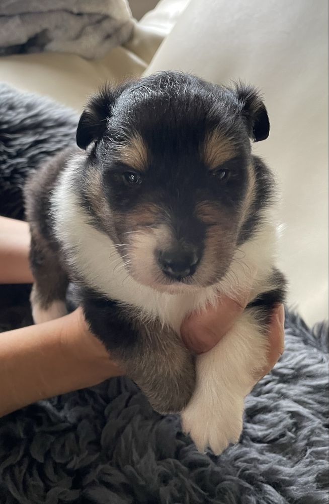 Szczeniak Owczarek Szkocki Długowłosy Collie
