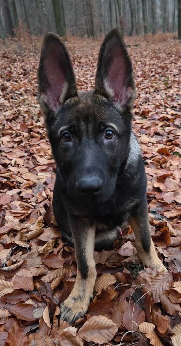 Owczarek niemiecki użytkowy ZKWP