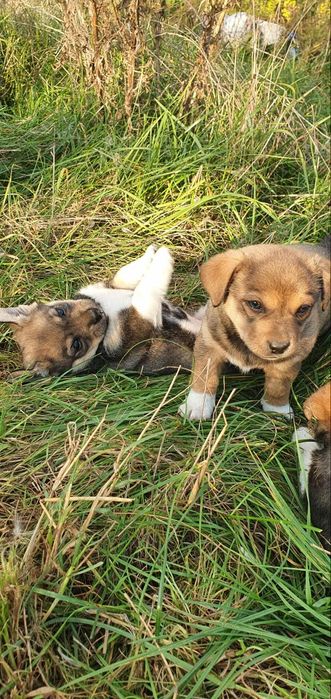 Dwa szczeniaki, pieski, pies, suczka