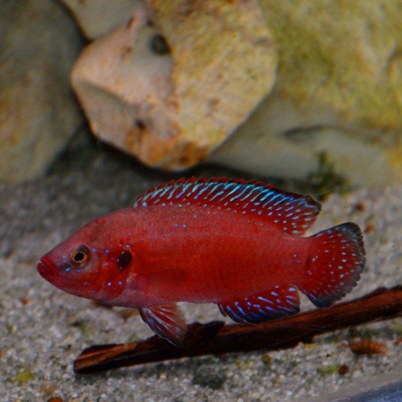 Peixe Rubricatochromis exsul (raro)