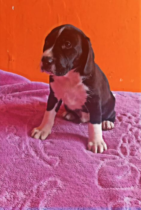 Witam mam do oddania szczeniaka