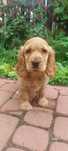 Cocker Spaniel Angielski suczka