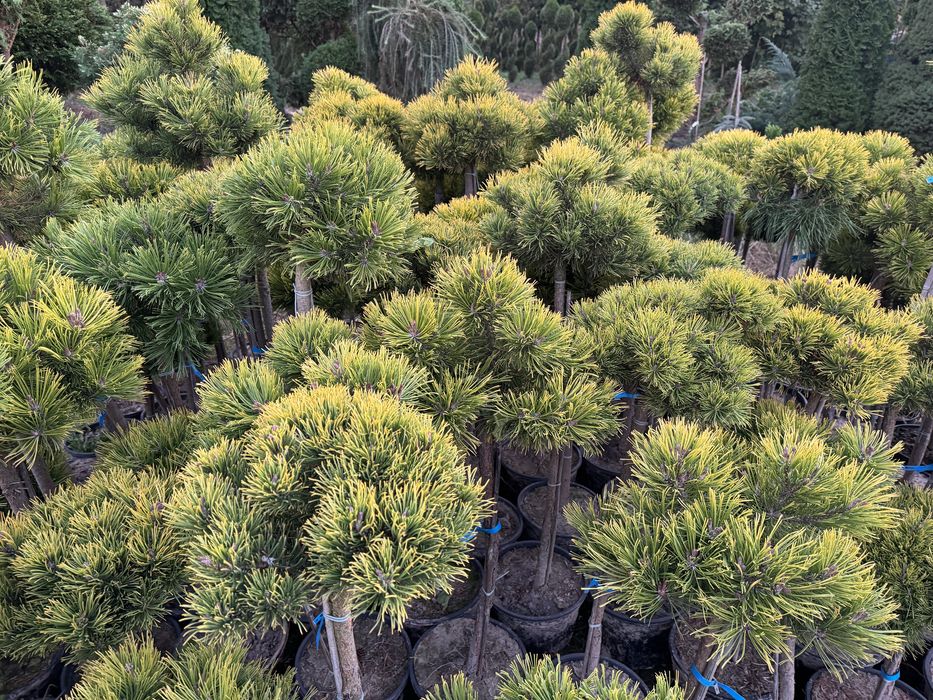 Sosna szcepiona na pniu Winter Gold