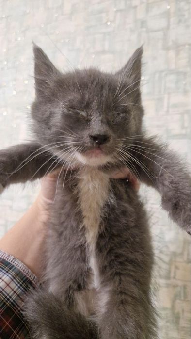 Кошенятка в добрі руки!