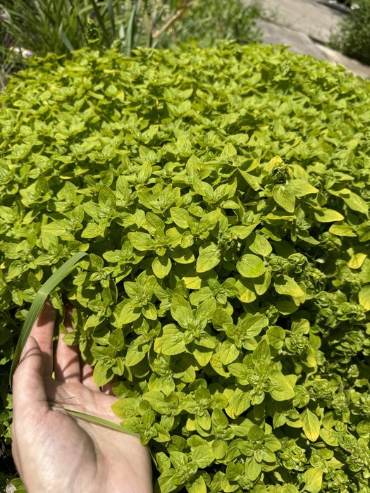 Багаторічні рослини хоста, орегано, яглиця варієгатна, очитки