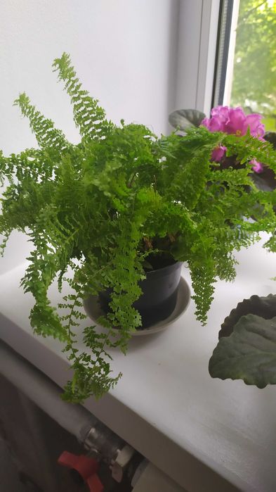 Папороть (нефролепсис)