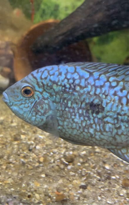 Femea texas blue