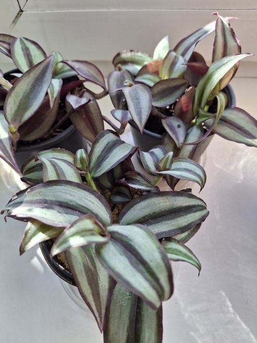 Кімнатні квіти Зебріна , Клівія, Алоє лікарське