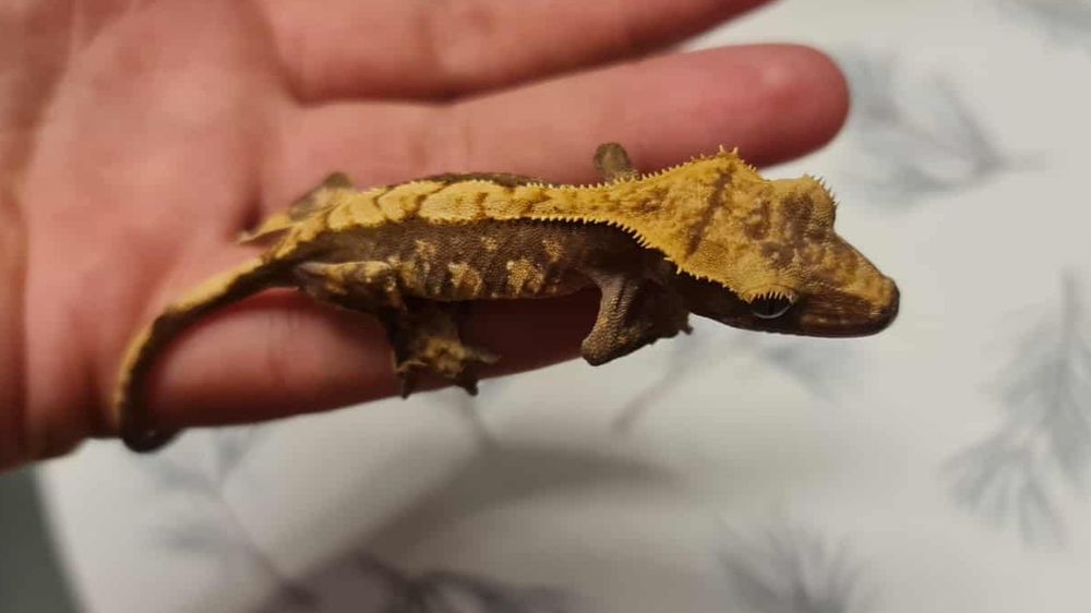 Gekon orzęsiony - Crested Gecko - podrostek