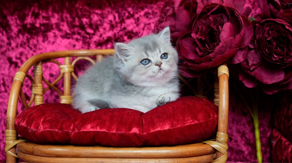 Do sprzedania rodowodowy kocurek brytyjski krótkowłosy