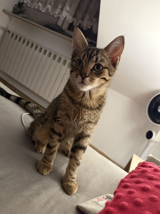 Oddam kota w dobre ręcę