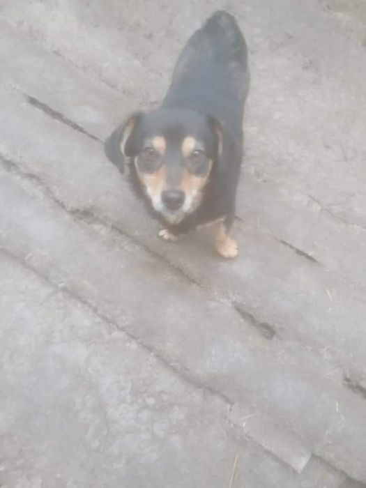 Цуценята вiд Боярського притулку