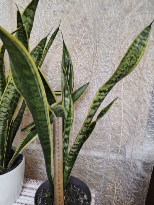 Кімнатні рослини( ціна від 70 грн.)