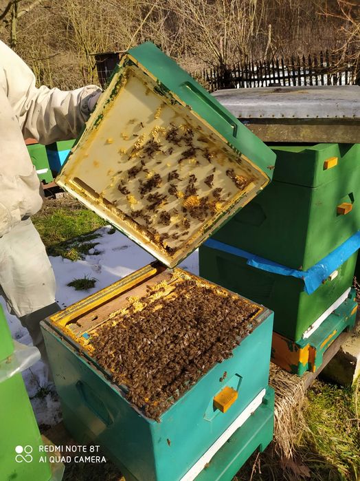 rodziny pszczele ramka wielkopolska i Dadant rasa krainka lub buckfast