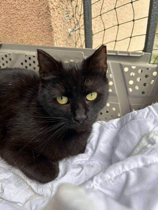 Łagodny kotek szuka kochającego domu