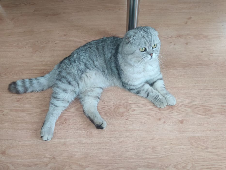 Британские котята