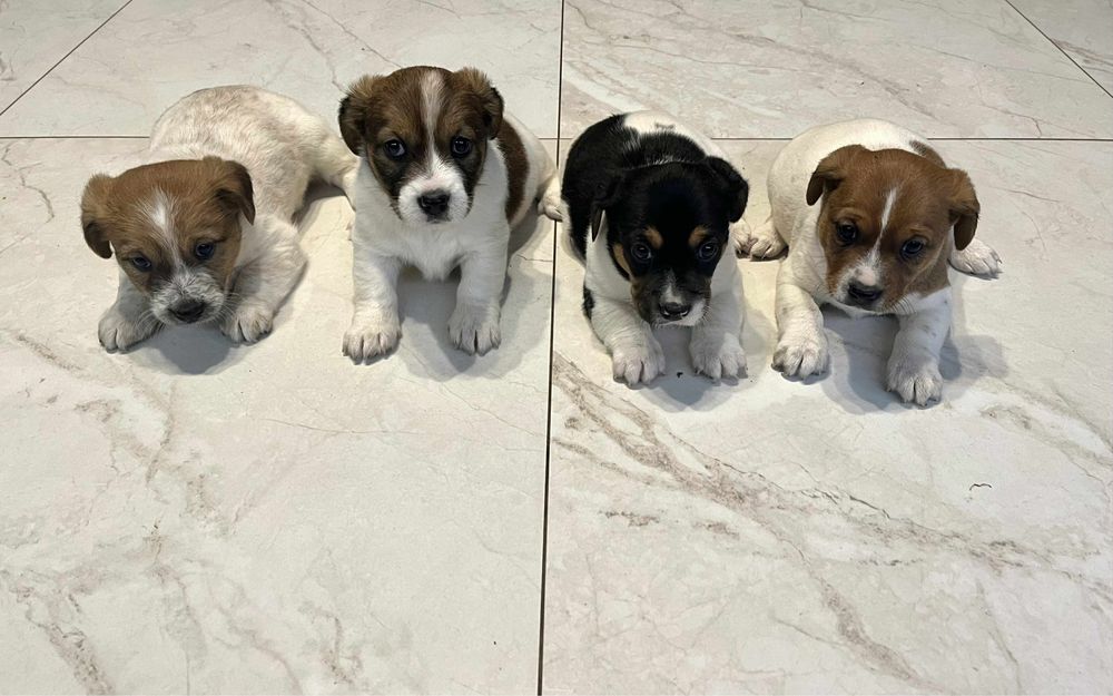 Jack Russel Terrier