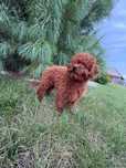 Pudel Red toy dziewczynka
