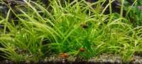 Saggitaria subulata żywa roślina do akwarium na trawnik sadzonki