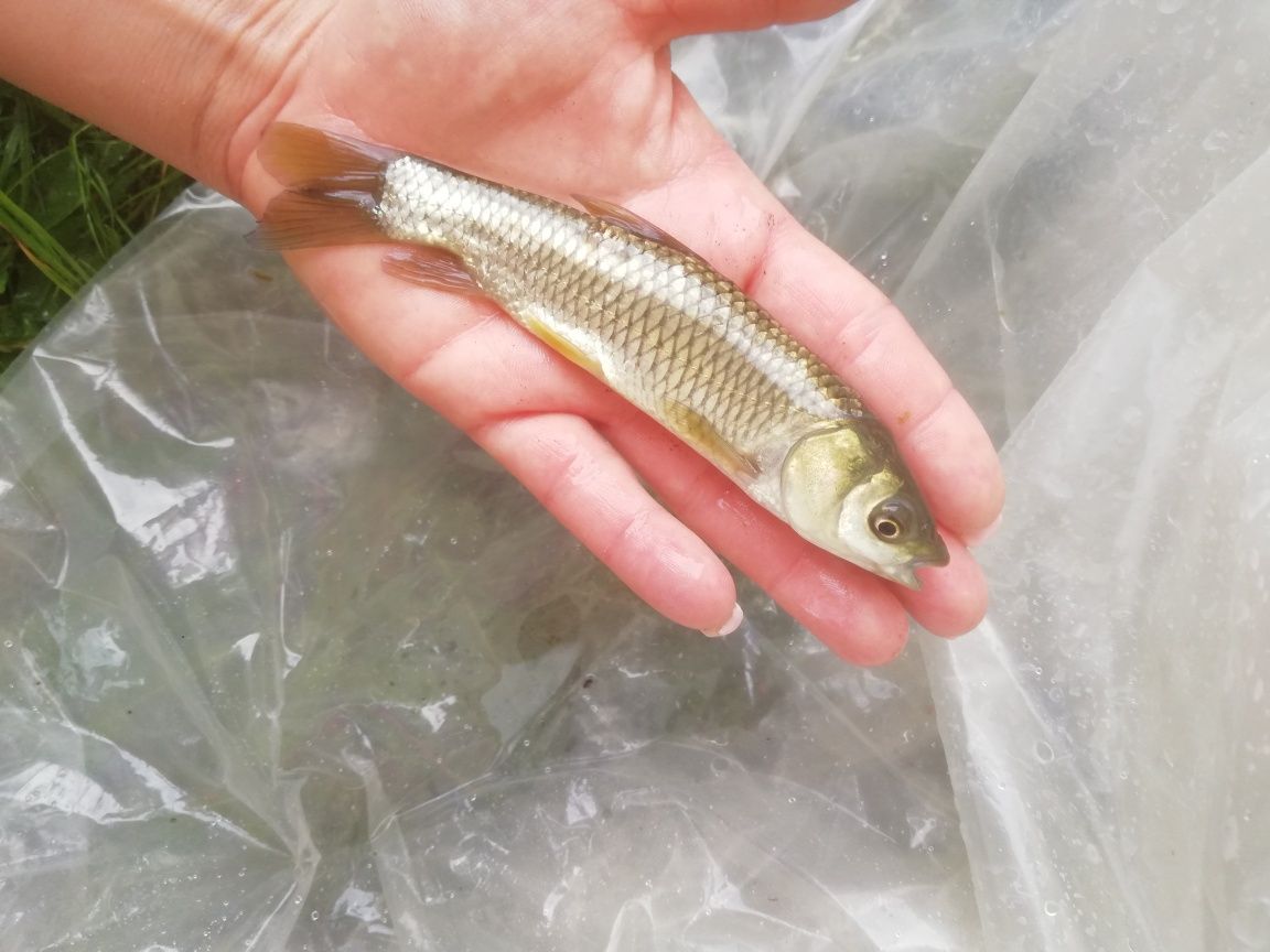 Lin narybek 15-20cm, Jesiotr, karp
