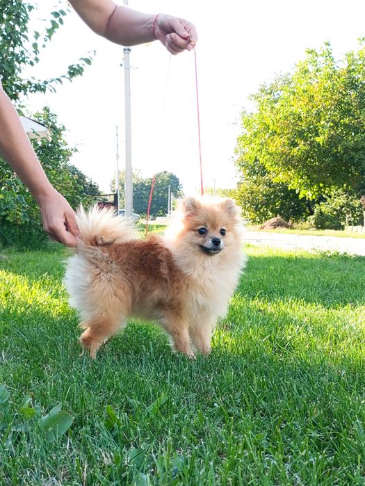 Шпіц дівчинка КСУ 10міс