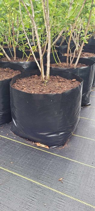 Doniczki 2L/100szt foliowe Produkcyjne PRODUCENT