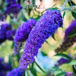 Budleja Dawida 'Empire Blue' Niebieska (Buddleja) Doniczka 2.0L