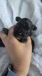 Yorkipoo yorkiedoodle