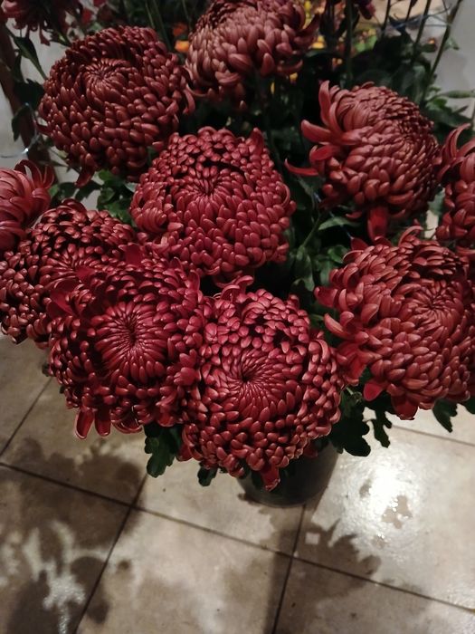 Маточне коріння хризантем