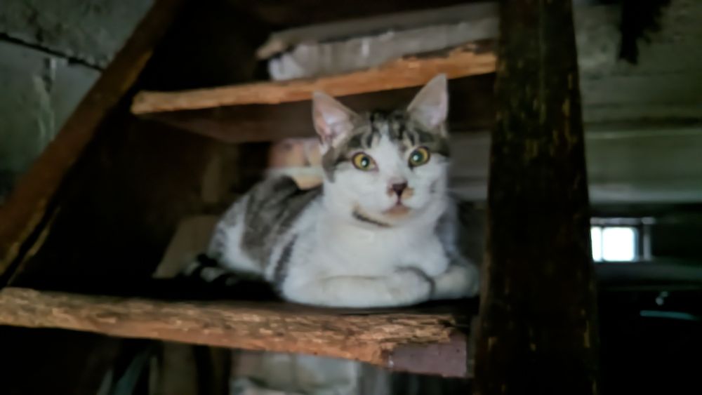 Młody kotek - oddam.