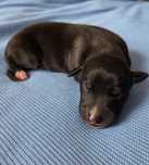 Whippet - chart angielski