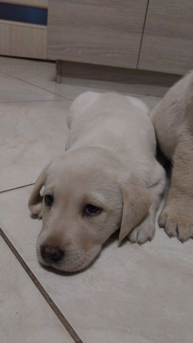 Szczeniak labradora