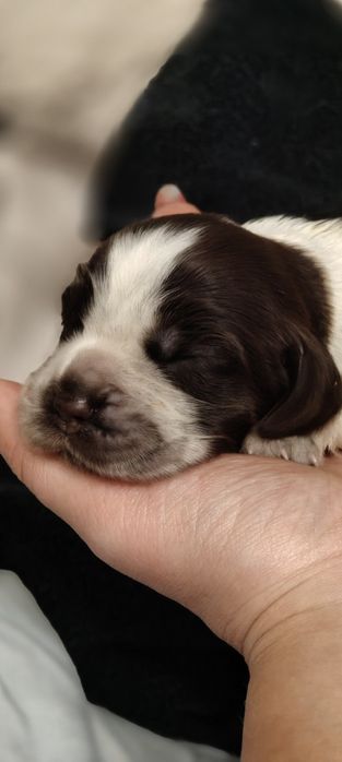 Piesek Cocker Spaniel