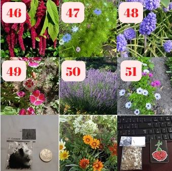 Насіння квітів, садові квіти, прянощі, овочі,