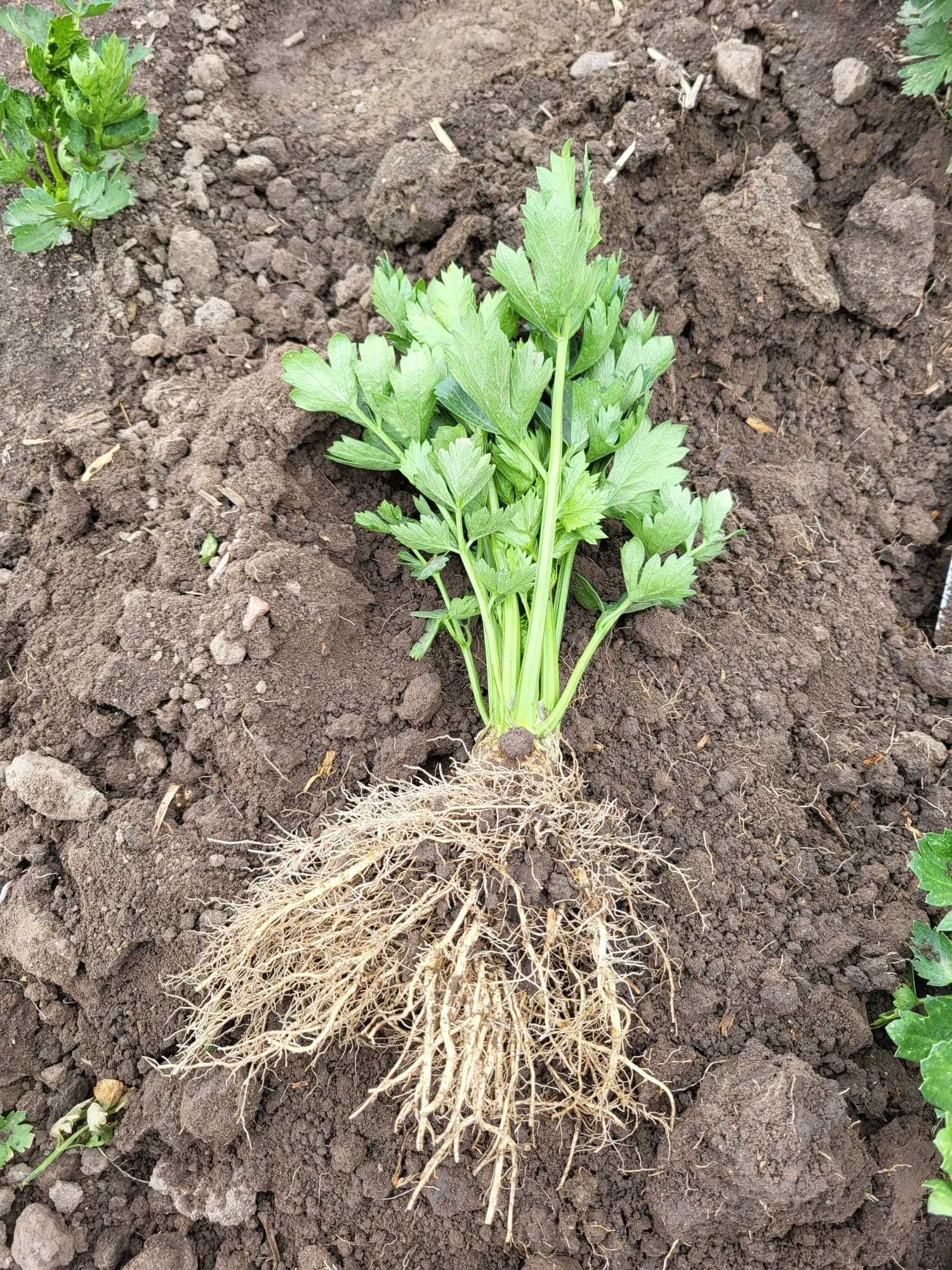 FUNGILITIC - Fusarium, nicienie, kiła kapustnych, zgnilizna cebuli