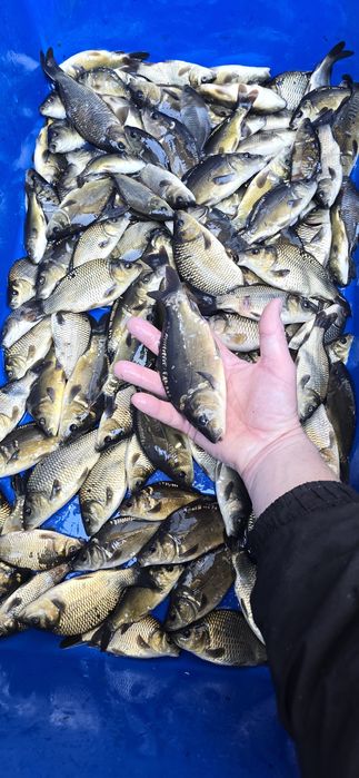 Karp Amur Tołpyga Sandacz Lin Okoń Węgorz Karaś narybek, ryby do stawu