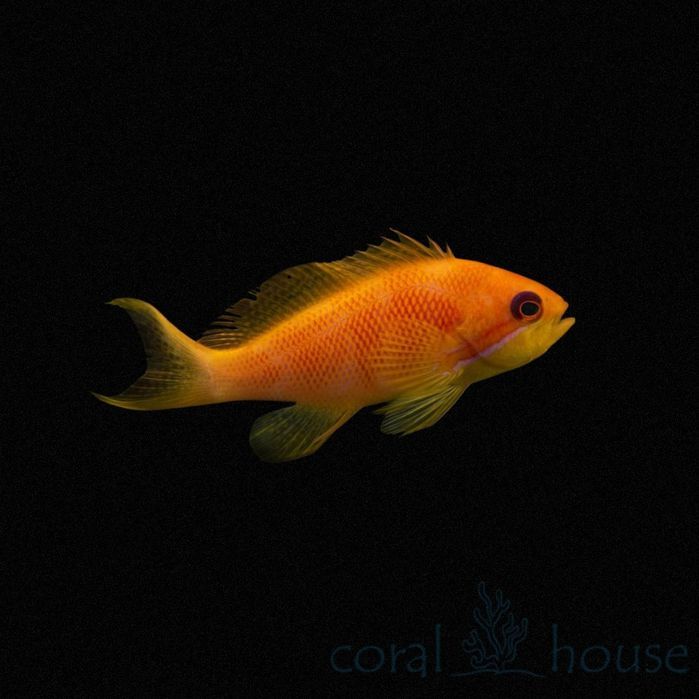Ryba Pseudanthias Squamipinnis