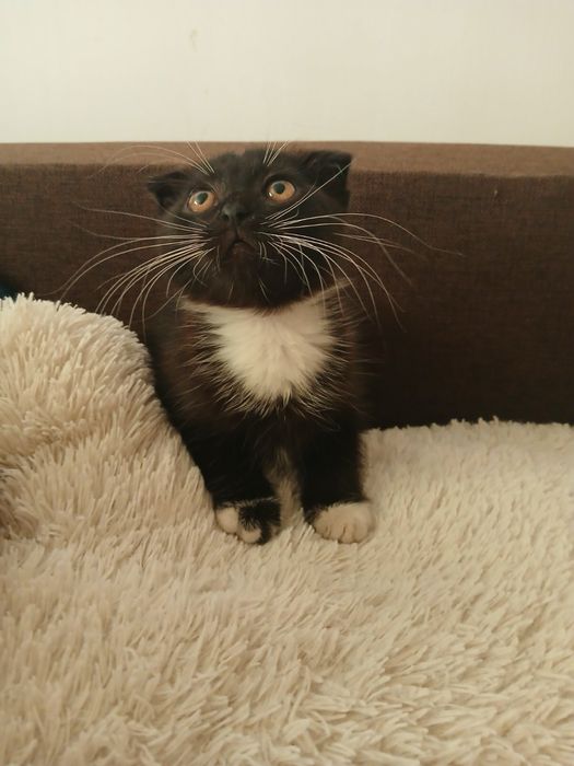 Продам висловухе кошеня