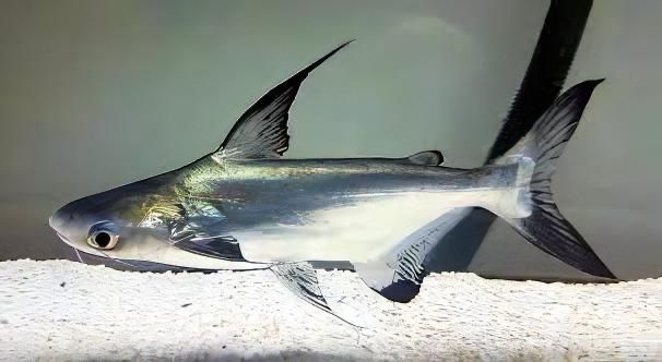 2  tubaroes entre 2 0. centimetros