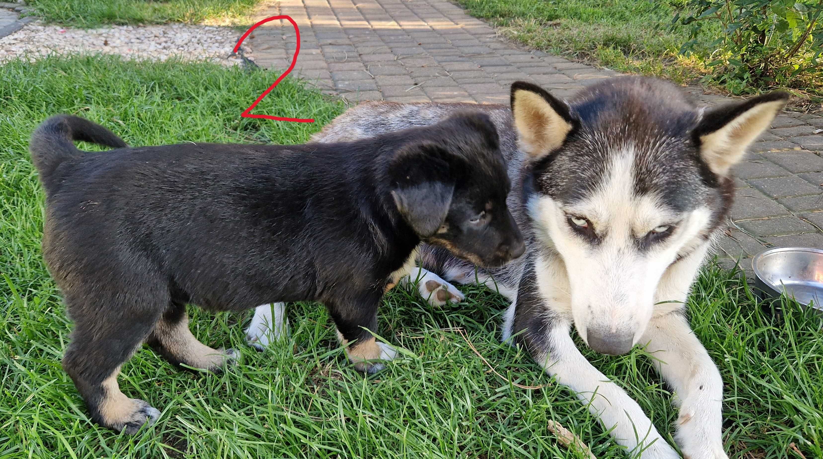 Szczenięta Syberian Husky